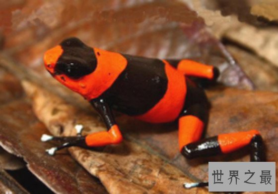 世界上敢吃蛇的青蛙,食蛇蛙最爱吃响尾蛇（绝对不会中毒）