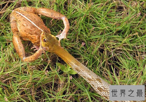 世界上敢吃蛇的青蛙,食蛇蛙最爱吃响尾蛇（绝对不会中毒）