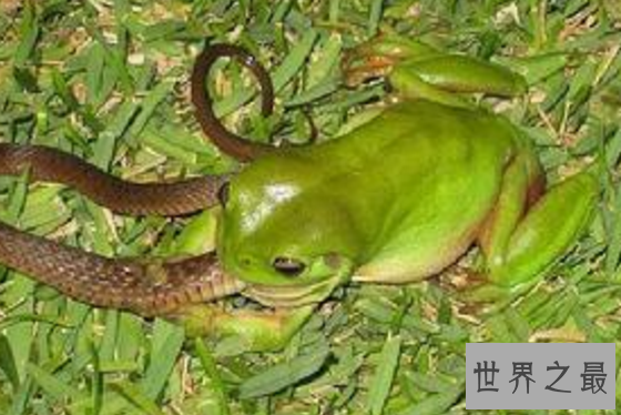 世界上敢吃蛇的青蛙,食蛇蛙最爱吃响尾蛇（绝对不会中毒）
