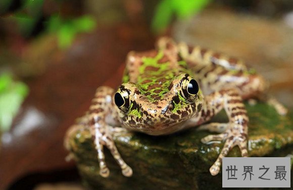 世界上只有中国才有的青蛙,花臭蛙（我国特有的蛙类）