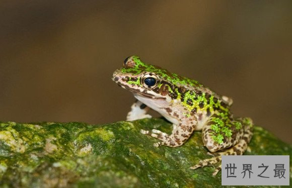 世界上只有中国才有的青蛙,花臭蛙（我国特有的蛙类）