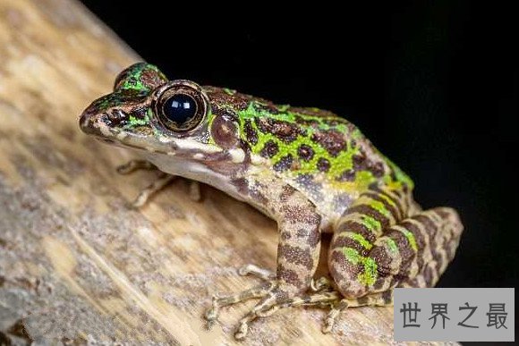 世界上只有中国才有的青蛙,花臭蛙（我国特有的蛙类）