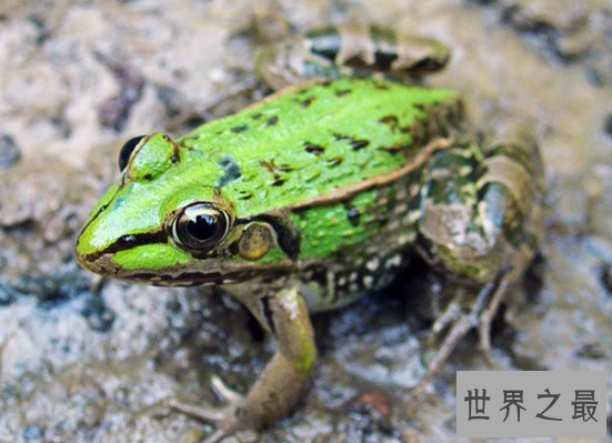 世界上禁止捕捉的青蛙,黑斑侧褶蛙(对人类有益的动物)