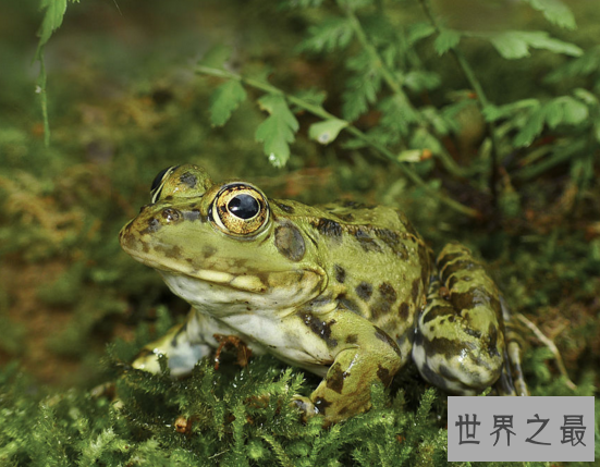 世界上禁止捕捉的青蛙,黑斑侧褶蛙(对人类有益的动物)