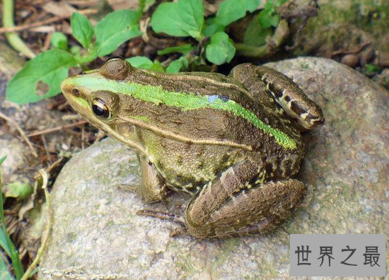世界上禁止捕捉的青蛙,黑斑侧褶蛙(对人类有益的动物)