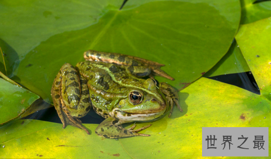 世界上禁止捕捉的青蛙,黑斑侧褶蛙(对人类有益的动物)