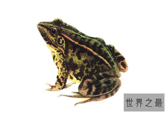世界上禁止捕捉的青蛙,黑斑侧褶蛙(对人类有益的动物)