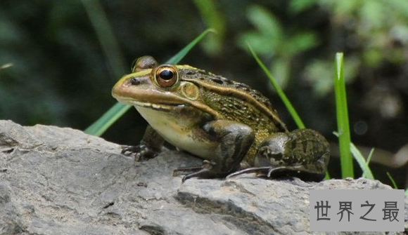 世界上被列入红色名录的青蛙,黑斑蛙（数量呈下降趋势）