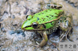 世界上被列入红色名录的青蛙,黑斑蛙（数量呈下降趋势）
