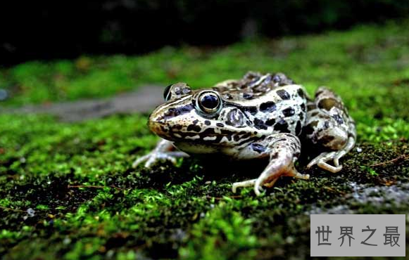 世界上被列入红色名录的青蛙,黑斑蛙（数量呈下降趋势）