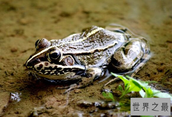 世界上被列入红色名录的青蛙,黑斑蛙（数量呈下降趋势）