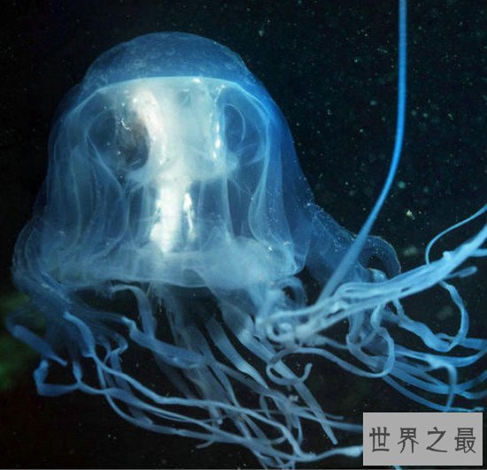 世界上最毒的水母,箱水母比毒蛇还毒(被刺中30秒内死亡)