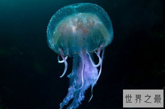 世界上最毒的水母,箱水母比毒蛇还毒(被刺中30秒内死亡)