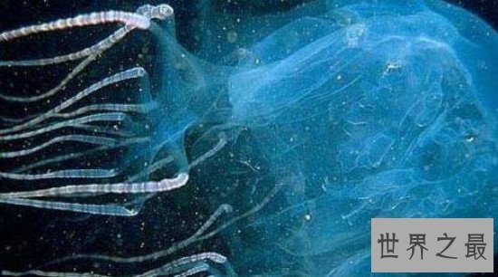 世界上最毒的水母,箱水母比毒蛇还毒(被刺中30秒内死亡)