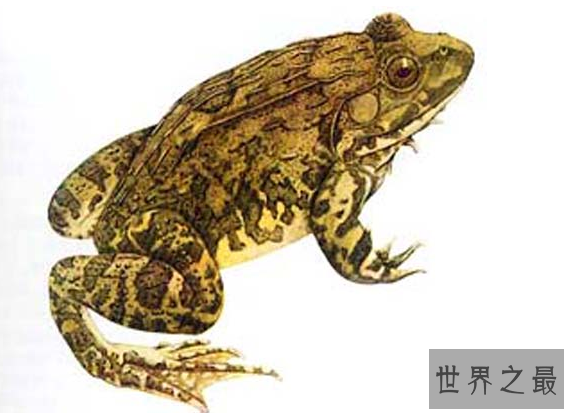 世界上被吃到濒危的青蛙,虎皮蛙（国家二级重点保护动物）