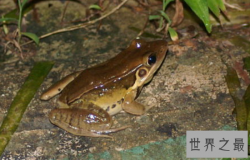 世界上最有趣的青蛙,沼水蛙（求偶时叫声像狗）