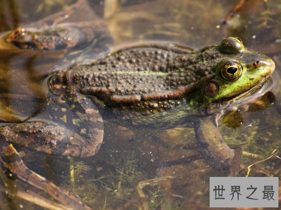 世界上最有趣的青蛙,沼水蛙（求偶时叫声像狗）