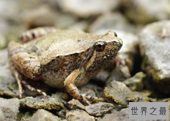 世界上两栖动物中数量最多的青蛙,姬蛙(有65属超过300种)