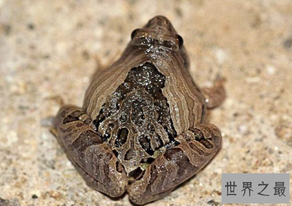 世界上两栖动物中数量最多的青蛙,姬蛙(有65属超过300种)