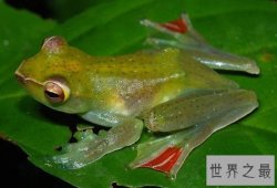世界上最特别的青蛙,飞蛙是树上的跳跃者（华莱士飞蛙/黑掌树蛙）