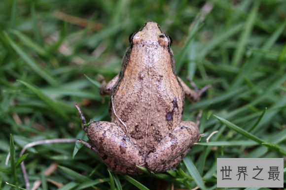 世界上两栖动物中数量最多的青蛙,姬蛙(有65属超过300种)
