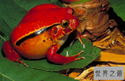 世界上攻击力最弱的青蛙,马达加斯加番茄蛙（只会分泌强力胶）