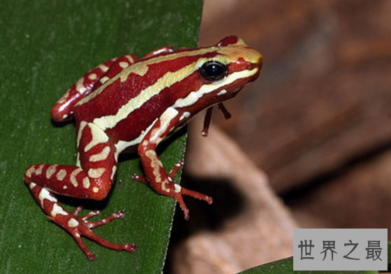 世界上最美最毒的青蛙,幽灵箭毒蛙(因毒性太强无法制药)