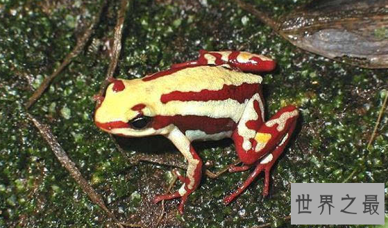 世界上最美最毒的青蛙,幽灵箭毒蛙(因毒性太强无法制药)