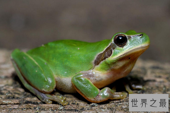 世界上最常见是青蛙,雨蛙的种类超级多（大约250种）