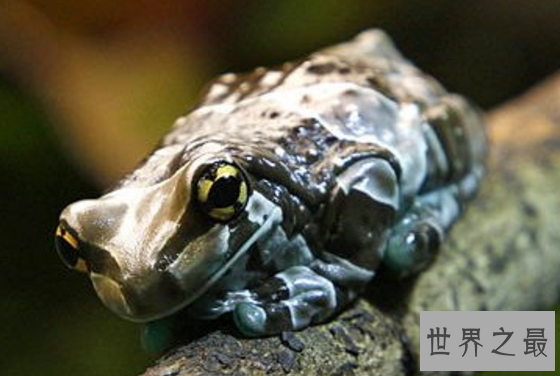 世界上最奇特的树蛙,牛奶蛙身穿棕白迷彩服(保护色)