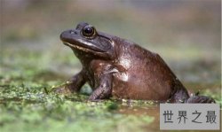 世界上无所不食的青蛙,大胃王美国牛蛙（连同类都吃）