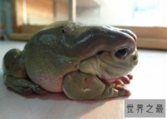 世界上最受欢迎的青蛙，温和亲人的老爷树蛙