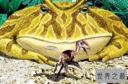 史前最恐怖的青蛙，魔鬼蛙竟敢生吃霸王龙