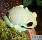 世界上最毒的青蛙，黄金箭毒蛙除人类再无天敌(以身养毒)