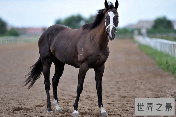 世界十大名马排行榜 纯血马
