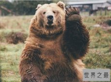 世界上最奇异宠物排行榜,棕熊鳄鱼随便养(胆子可不小)