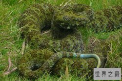 世界体型最大的毒蛇排名，最大的莽山烙铁头重达20多公斤