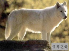 世界上最好看的狼排行榜,好看的狼的品种大全