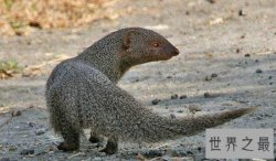 蛇玝,蛇的天敌不惧毒液(附蛇玝大战眼镜蛇图解)