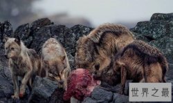 世界上体型最大的狼,不列颠哥伦比亚狼(160斤/2米)