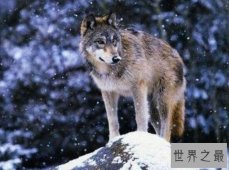 世界上最厉害的狼,顶级掠食者基奈山狼(2.2米/210斤)