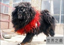 世界上最厉害的狗,鬼脸藏獒危险度堪比猛兽(危险暴躁)