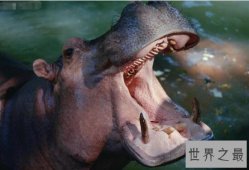 世界咬合力第一的动物,湾鳄咬合力达1.9吨(完全碾压河马)