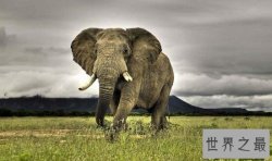 陆地战斗力最强的动物：成年雄性非洲象(单挑狮群碾压犀牛)