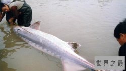 长江最大的鱼,长江鱼王中华鲟(可重达1000斤/寿命40年)
