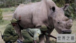世界珍稀动物排行榜,白犀牛仅存一只(离灭绝只有一年)