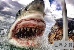 十大攻击力最强动物排行榜,小心这些最具攻击性的动物