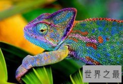 视力最好的动物排行榜，变色龙具有360度视力（聚焦眼球）
