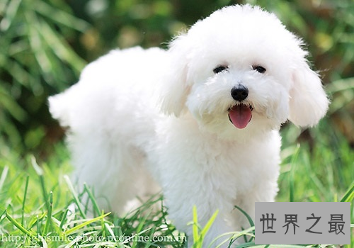 /shijiezhizui/dongwu/11689.html