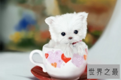 世界上最可爱的狗排行榜,世界上最可爱的狗排名